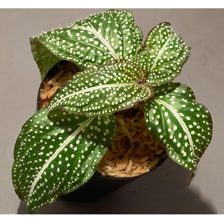 Sonerila sp. "White dot"