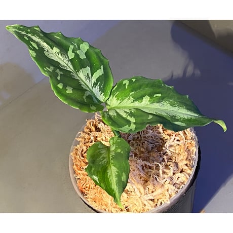 Aglaonema picutm "Phantom" WS from Padang [AZ0914-2b]