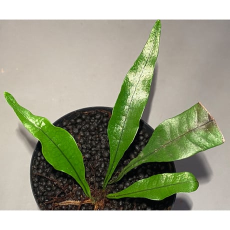 Microsorium sp. from Trat Thailand