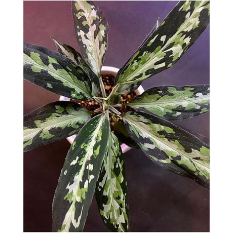 Aglaonema pictum tricolor "type Eureca" class4 from Pulau Nias [AZ]