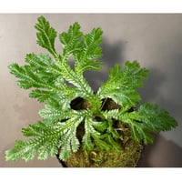 Selaginella sp. from Bogor West Java