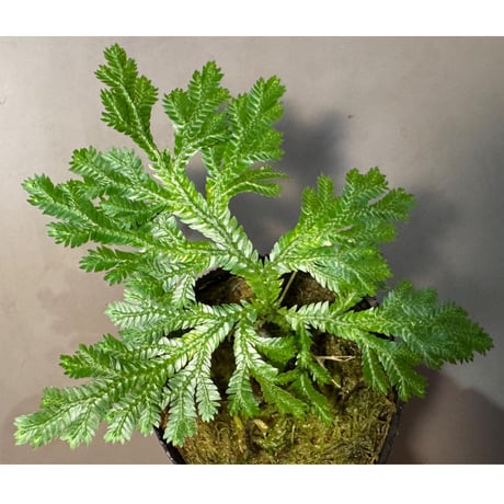 Selaginella sp. from Bogor West Java