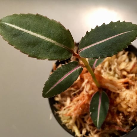 Labisia sp. from Sumatera barat