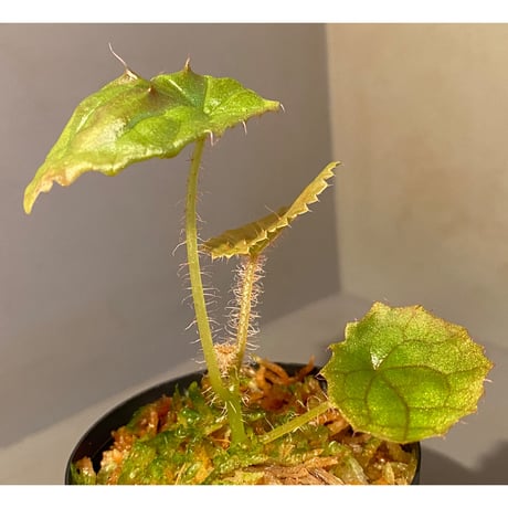 Begonia susaniae