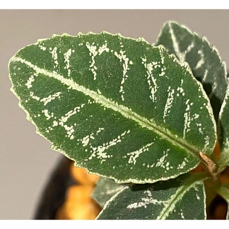 Ardisia sp. from Raub Pahang