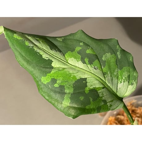 Aglaonema pictum "マルチカラー白玉" D.F.S from Sumatera barat [AZ0912-1]