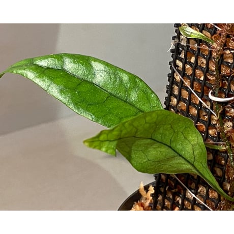 Microsorum sp. "Timika" Papua [TB]