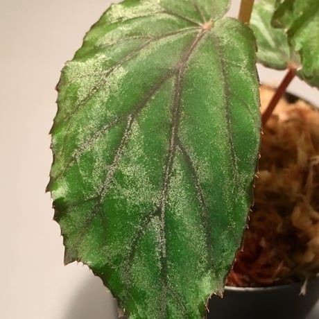 Begonia sp. Nueva Vizoaya 1500m from Luzon Philippines [YFK]