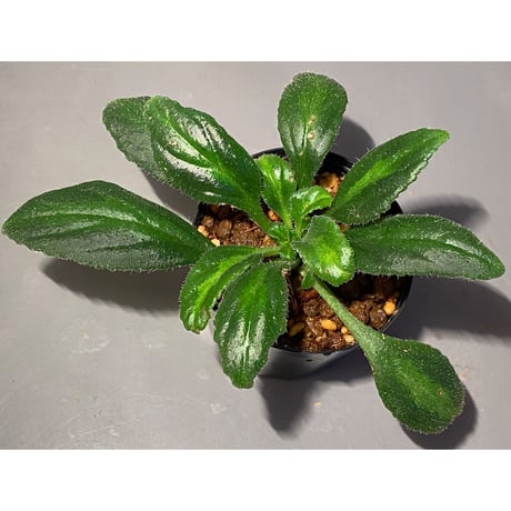 Primulina sclerophylla