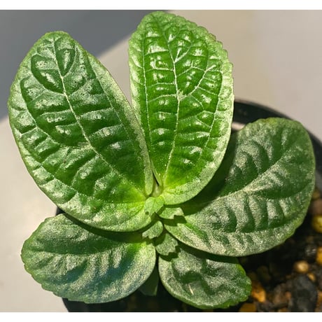 Gesneriaceae sp. from West Kalimantan