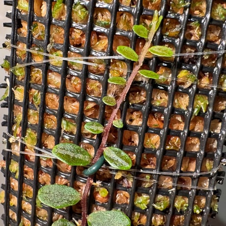 Marcgravia sp. "Small Round"