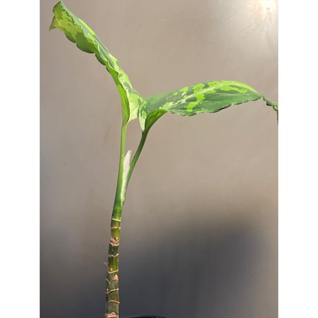 Aglaonema pictum from  Sumatera  Utara [KN]