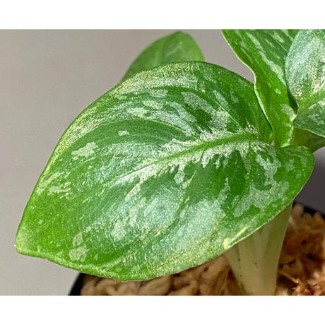Schismatoglottis Rongisupata from West Kalimantan [KN]