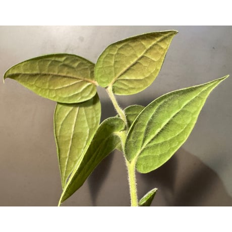 Ceratostema lanigerum
