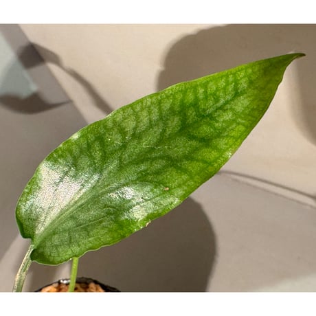 Cryptocoryne joshanii from Basilan island philippines [LA]
