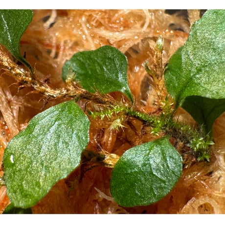 Microgramma heterophylla 伊藤蟻植物農園