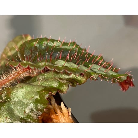 Begonia sp. from Ha Giang North Vietnam
