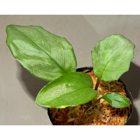Homalomena sp. from Pulau Lingga