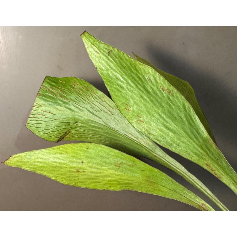 Antrophyum sp. from Aceh sumatera | M・R・G・R