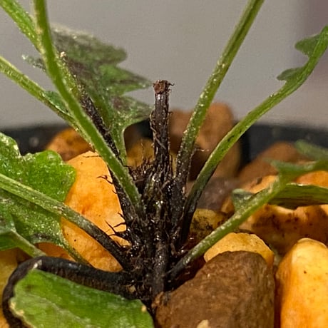 Blechnum obtusatum var. obtusatum from New Caledonia (固有種)