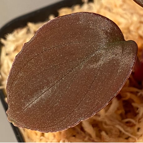 Homalomena sp. "Imperial Japanese Navy" from Resum P.Lingga [AZ0517-11]