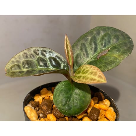 Ardisia sp. "Turtle Back" from Borneo