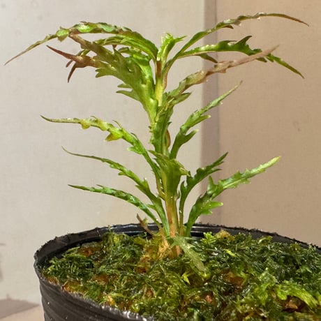 Labisia sp. from Jambi sumatera