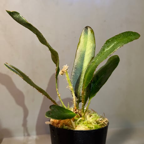 (Mサイズ) Elaphoglossum apodum [ECUAGENERA]