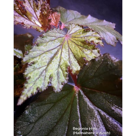 Begonia Hyb. (Halmahera × Aceh)