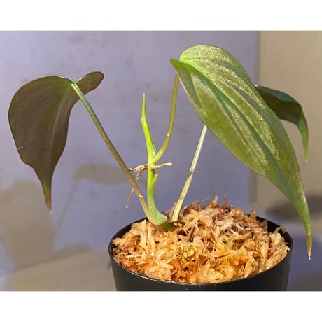 Philodendron micans