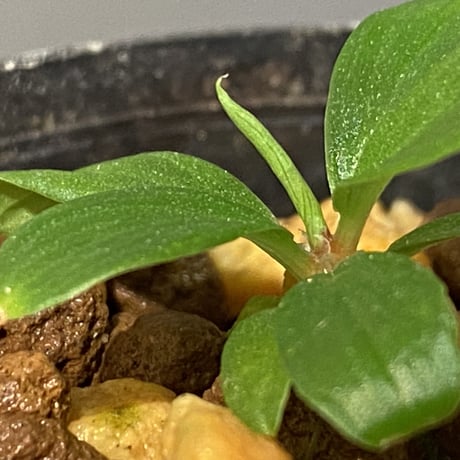 Homalomena sp. [LA0317-z-r]