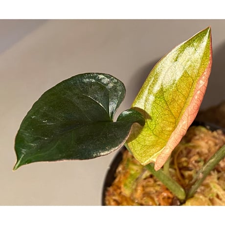 Syngonium sp. from Choco Colombia [tanakay]