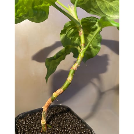 Aglaonema pictum "Blue Nias" from Pulau Nias [AZ0912-3.5]