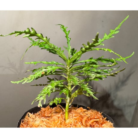 Ardisia sp. from Jambi sumatera