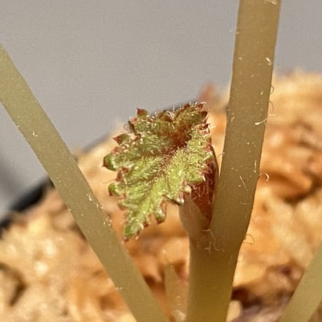 Begonia sp. from Na Hang [YH1118] TK