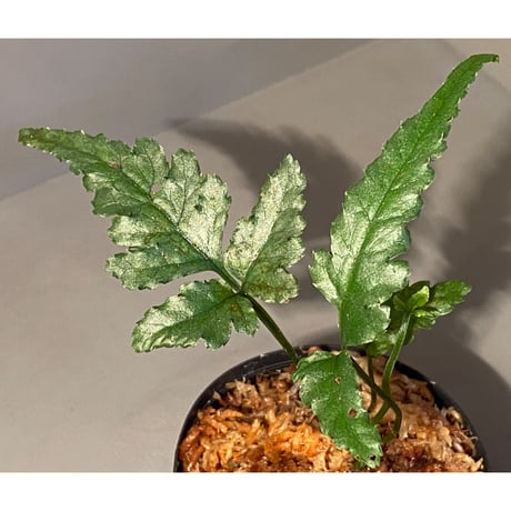 Bolbitis sp. from Siberut [LA]