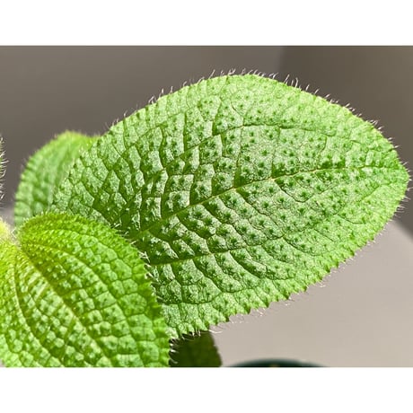 Phyllagathis sp. from Dong Nai province south Vietnam