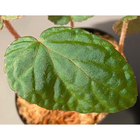 Begonia sp. from Bac Kan [YH1117] TK