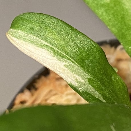 Schismatoglottis sp. "初霜錦" from Murung raya [LA0515-05]