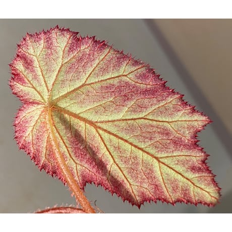 Begonia sp. from Sumatera Utara [HW0816-01]