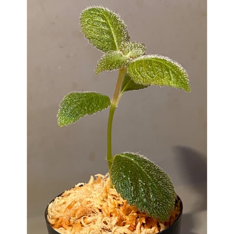 Cyrtandra sp. from Sabah [R0515-01a]