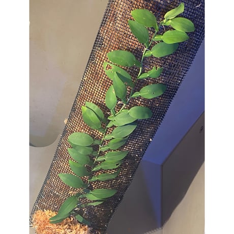 (特大株) Epipremnum sp. from Khlong Yai Trat Thailand