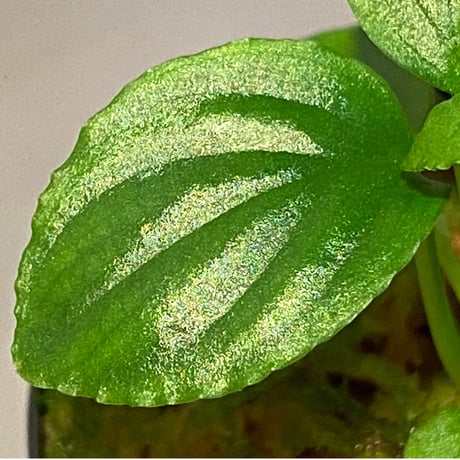 Homalomena sp. "Minimum" from Padan Utara [AZ0512-04]