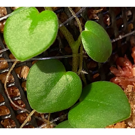Peperomia sp. from Choco Colombia [tanakay]