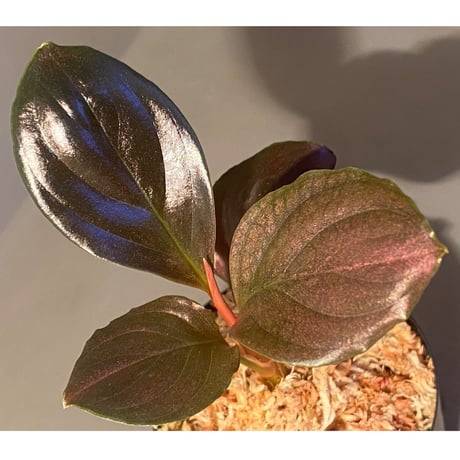 Rhodospatha sp. from Ecuador [tanakay]