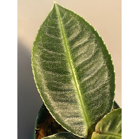 Ardisia sp. from Aceh Selatan [HW0816-03]