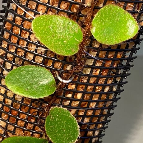Pyrrosia nummularifolia from Santa Fe Luzon Philippines [KSB]