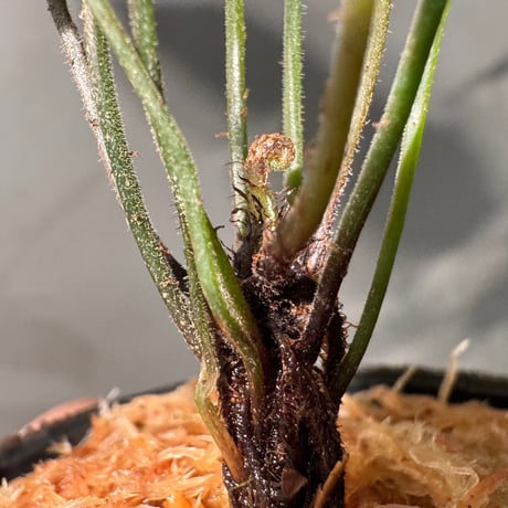 Thelypteris sp. from Hong Kong [YH0918]