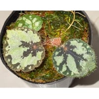 Begonia sp. from Lang Son [YH030519] TK