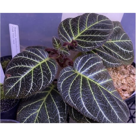 Pearcea hypocyrtiflora from Rio Napo Ecuador [tanakay] 白葉脈